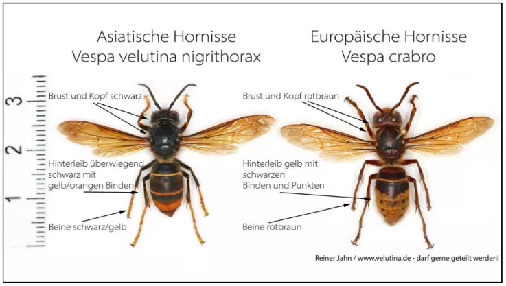 Vergleich Asiatische mit Europäischer Hornisse